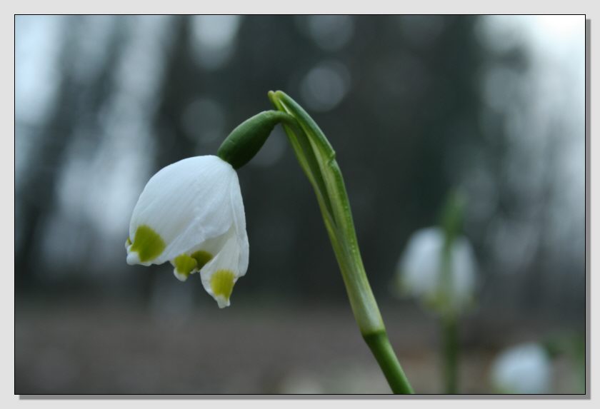 Campanellino di primavera & Campanellino estivo